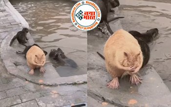 Viral Video: इंसानों की तरह नहाने वाले इस चूहे ने खींचा सबका ध्यान, रगड़-रगड़ कर करता दिखा पूरे शरीर की सफाई, देखे पूरी वीडियो...