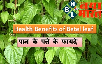 Betel Leaf Water : पान के पत्ते के ये 5 सेहत लाभ जानकर, आप भी कर देंगे इसे पानी में डालकर पीना शुरू...