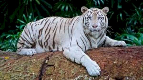 किशन की मौत : अब नहीं गूंजेगी White Tiger किशन की दहाड़, जू में 9 साल के सफेद शेर किशन की मौत ,Bhilai के मैत्री बाग में पसरा सन्नाटा…