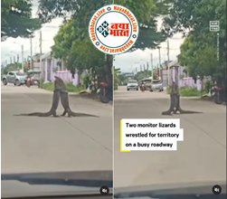Viral Video: सड़क के बीचो-बीच दो बड़ी छिपकली में शुरू हो गया रोमांस, लोगो का लगा जाम; देखें वीडियो...