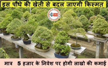 Business Ideas : इस पौधे की खेती से बदल जाएगी किस्मत! मात्र 5 हजार के निवेश पर होगी लाखो की कमाई, ऐसे करे स्टार्टअप...