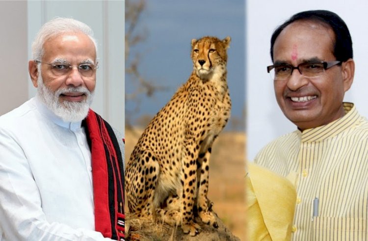 पीएम मोदी 70 साल पहले देश से लुप्त हुए चीतों को अफ्रीका से भारत ला रहे हैं और पीएम इसी के साथ अपना जन्मदिन मनाएंगे.