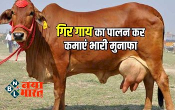 Gir Cow Farming: गाय की ये ख़ास नस्लें जो दे सकती है आपको ज्यादा मुनाफा, होगा अधिक दूध उत्पादन, जानें पूरी जानकारी...