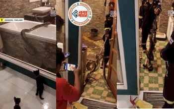 Azgar in the Bathroom : 12 फुट लंबा अजगर बाथटब के सहारे कर रहा था बिल्ली पर अटैक, यहाँ देखे अचम्भित कर देने वाला विडियो...