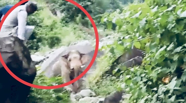 Video पूर्व सीएम के पीछे पड़ा हाथी :Ex CM के पीछे पड़ गया हाथी तो गाड़ी छोड़कर पहाड़ पर चढ़े…फिर जो हुआ…ऐसे बचाई जान, देखें वायरल वीडियो….