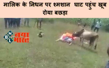 Emotional Video : मालिक के निधन पर श्मशान घाट पहुंच खूब रोया बछड़ा, शव की परिक्रमा कर बहाए आंसू, देखे दिल छू जाने वाला विडियो...