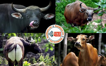 Extinct animal of India: चीता ही नहीं ये जानवर भी हो गया था विलुप्त, 70 साल बाद क्लोनिंग से हो सकता है इन जानवरों का भी पुनर्जन्म....जानिए कैसे...