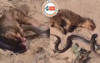 Viral Video: सांप और नेवले के बीच भयंकर लड़ाई का वीडियो हुआ वायरल, देखिए कौन किस पर पड़ा भारी...