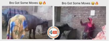 Fodder for Buffalo: भैंस को चारा देकर वहीं नाचने लगी लड़की, तभी ऐसा पटका दोबारा उठ ना पाई बेचारी...