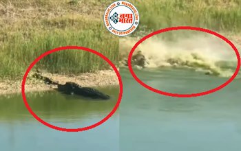 Snake Video: मगरमच्छ और साँप के बीच हुई भयानक लड़ाई, साँप का हुआ जो हाल देखते रह जाएंगे आप- देखे पूरी वीडियो...