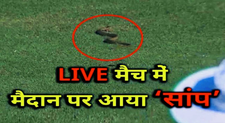 VIDEO भारत और दक्षिण अफ्रीका के LIVE मैच में मैदान में घुसा जहरीला सांप, डर गए खिलाड़ी और कुछ मिनटों के लिए रुका मैच, स्टेडियम में फैली दहशत…देखें VIDEO….