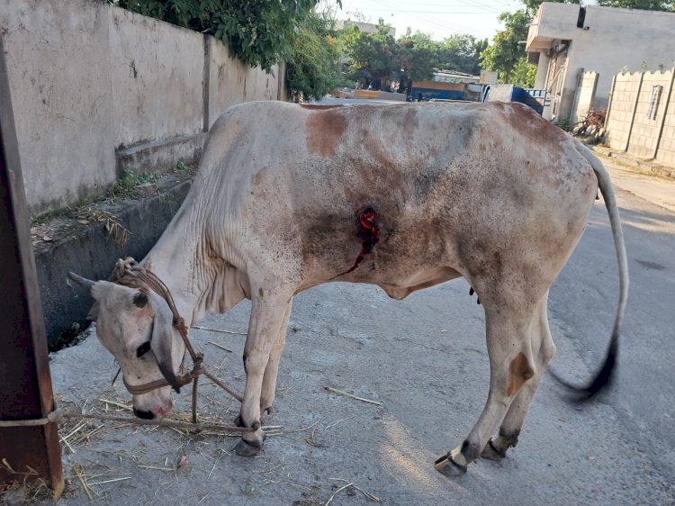 गौभक्त किशोर लखवानी ने लंपी पीड़ित गौवंश को पहुंचाया अस्पताल