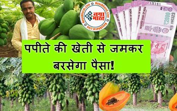 Business Ideas : पपीते की खेती से जमकर बरसेगा पैसा! जानिए कैसे करें लाखो रुपये तक की तगड़ी कमाई, मिलेगी 50% सब्सिडी...