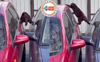 Viral Video : बिल्ली ने Kung Fu स्टाइल में लगाया ऐसा दिमाग जिसे देख आप भी रह जाएंगे दंग- देखे वीडियो...