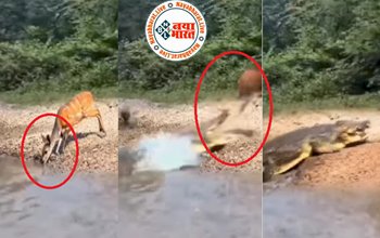 Crocodile video: पानी पी रहे हिरण को ‘समुद्र के सिकंदर’ ने बनाया अपना शिकार, चंद सेकेंड में हिरन का हुआ काम तमाम, वीडियो देख उड़ जाएंगे आपके होश...