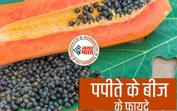 Papaya Seed Benefits: पपीते के बीजों को बिलकुल भी न समझें बेकार, इस बीज में छिपा है 'सेहत का राज', इस तरह करे इस्तेमाल....