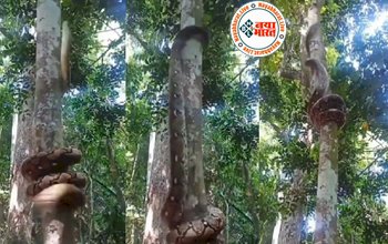 Viral Video : शिकार देखते ही पेड़ पर इतने रफ्तार से चढ़ गया अजगर, स्पीड देख अच्छे-अच्छे लोगों की हालत हुई खराब, देखे वीडियो...