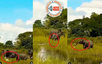 Elephant and crocodile fight: पानी पी रहे हाथी का मगरमच्छ ने पकड़ लिया सूंड, फिर जो हुआ उसका हाल... भूल नहीं पाएगा बेचारा - देखे वायरल वीडियो...