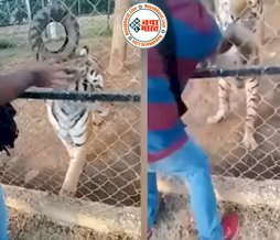 Garden Viral Video: बाघ के पिंजरे में डाल दिया हाथ, फिर जो हुआ देखकर रोंगटे खड़े हो जाएंगे; देखें वीडियो...