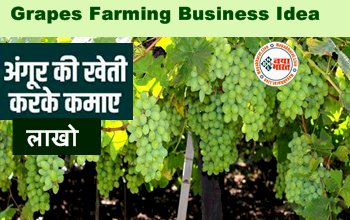 Business Idea: एक एकड़ में करे इस फल की खेती, इसकी उन्नत किस्मों से मिलेगा तगड़ा मुनाफा, जानिए खेती करने का सही तरीका...