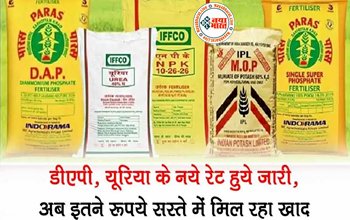 DAP Rate: रबी की फसलों के लिए डीएपी खाद के नए रेट हुए जारी, अब इस रेट में मिलेगी खाद की बोरी, पढ़िए पूरी डिटेल्स...