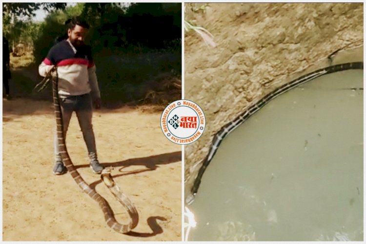CG- King Cobra Rescue VIDEO: कुएं में गिरा 11 फीट लंबा किंग कोबरा, ऐसे किया गया किंग कोबरा का रेस्क्यू, देखें वीडियो.....