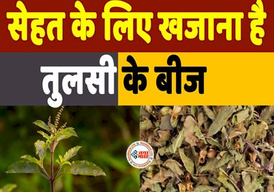 Basil Seeds: सेहत के लिए खजाना है तुलसी के बीज, एक नहीं बल्कि मिलते हैं कई फायदे...