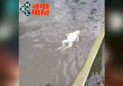 VIDEO: मेंढक एक अजीबोगरीब जीव जो तैरता है इंसानों की तरह उल्टा होकर, जिसे देखकर एक मिनट के लिए आप भी रह जाएंगे हैरान- देखे ये वीडियो....