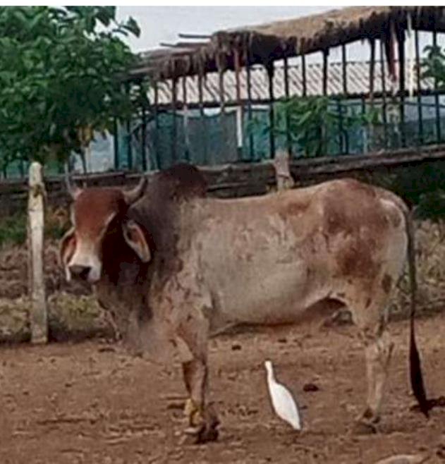 CG:कलेक्टर द्वारा गोद लिए आदर्श गौठान ग्राम सांकरा में गौ तस्करी की आशंका..मामला बेरला जनपद पंचायत क्षेत्र सांकरा ग्राम पंचायत का