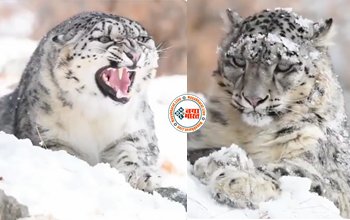 Snow Leopard video: हिम तेंदुए ने खतरनाक ढंग से किया बर्फीले पहाड़ों पर शिकार, वीडियो देख रह जाएंगे हैरान....