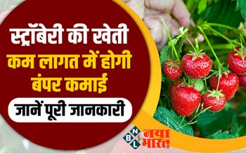 Strawberry Farming: स्ट्रॉबेरी की खेती-कम लागत में होगी बंपर कमाई, जानें पूरी जानकारी....