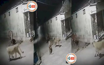 Sher Ka Video: खूंटे से बंधी गाय के पास पहुंचे भूखे शेर, शेरों ने गाय को दबोचना चाहा, लेकिन हुआ कुछ ऐसा जिसे देख लोगो की आंखें फटी रह गई- देखें वीडियो...