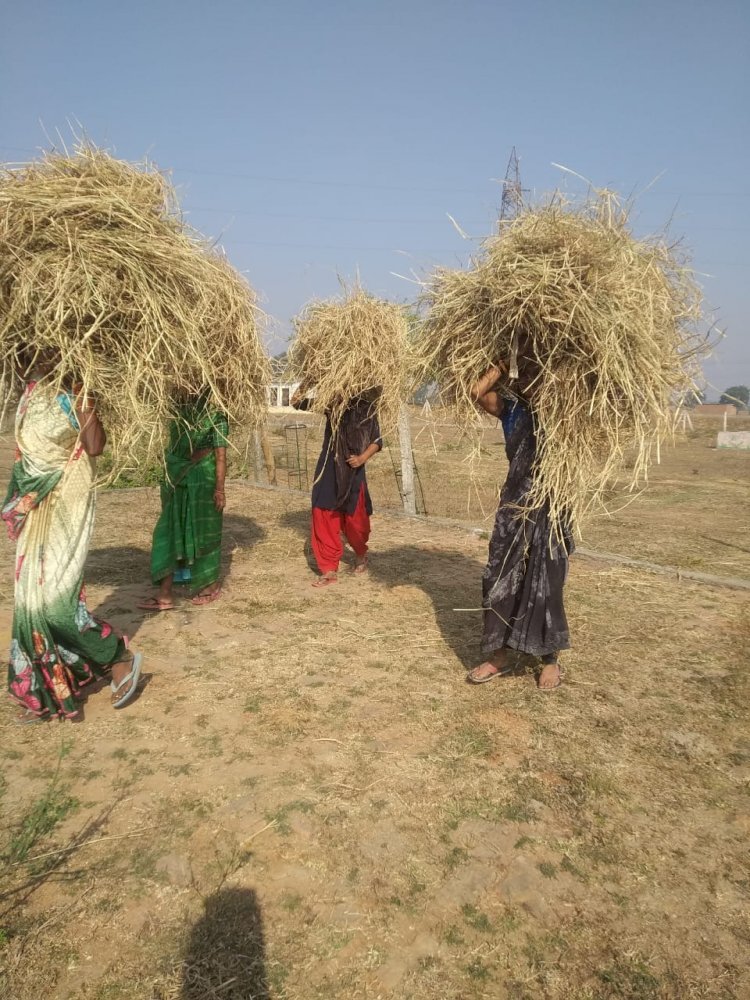 जिले के गोठानो में अब तक पांच हजार 106 क्विंटल किया गया पैरा संग्रहण, 204 गोठानो में किया गया पैरादान, मवेशियों के चारे के लिए किसान एवं ग्रामीणजन कर रहे पैरादान....