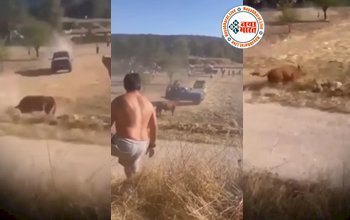 Wild Animal Video: मौत को छु कर कार के छत पे बैठा शख्स, देखते ही देखते भड़के सांड ने पीट-पीटकर कर दी ऐसी हालत, देख दूर से ही भागे लोग-देखें वीडियो...