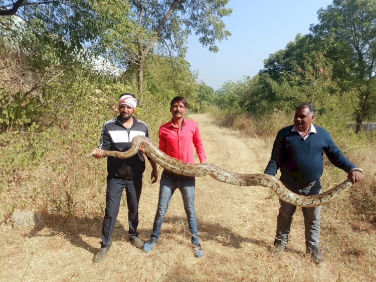 फार्म हाउस पर दिखा अजगर, सुरक्षित रेस्क्यू कर गांव वासियों को किया भय मुक्त