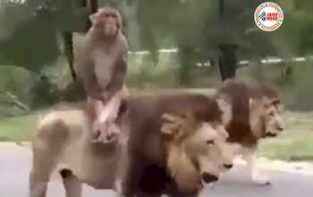 Bandar Ka Video: बन्दर ने की खूंखार बब्बर शेर की सवारी, उछलकर शेर की पीठ पर बैठ गया बंदर, फिर शेर ने किया कुछ ऐसा जिसे आपने नहीं सोंचा होगा...