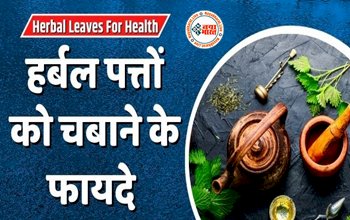 Herbal Leaves For Health: औषधीय गुणों से भरपूर होती हैं ये 5 हर्बल पत्तियां, इन्हें खाली पेट चबाने से मिलते हैं ढेर सारे फायदे...