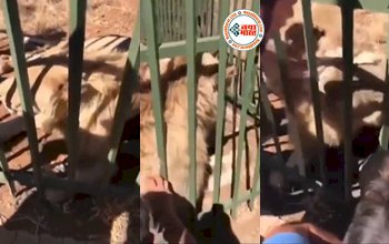 Sher Ka Video: खूंखार शेर के पिंजरे में शख्स ने डाला अपना हाथ, धीरे से सहलाने भी लगा, फिर जो हुआ उसे देख दंग रह जायेंगे आप- देखें वीडियो...