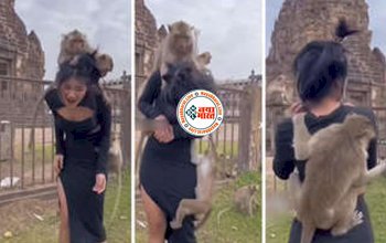 Monkey Video: मंदिर में दर्शन के लिए पहुंची लड़की पर बंदरों का झुंड ऐसा टूट पड़ा, जिसे देखकर हंसी रोकना हो जाएगा मुश्किल- देखे वीडियो....