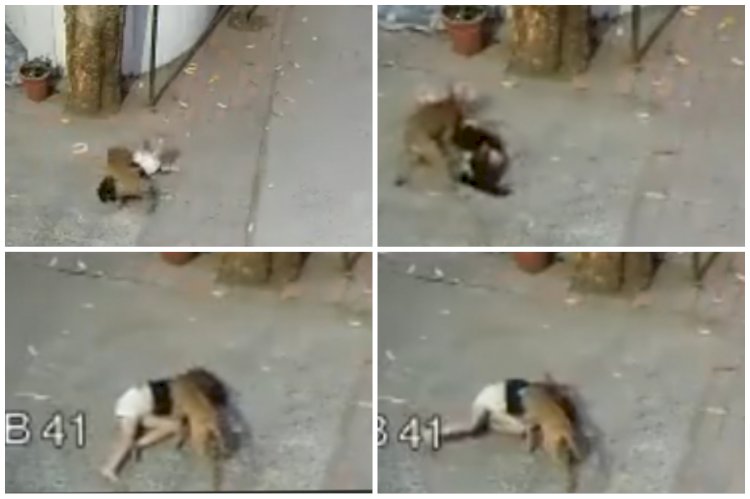 Shocking Video: चार साल की बच्ची पर कुत्ते ने किया हमला... आवारा कुत्ते ने बच्ची को काटकर किया लहूलुहान... गाल का नोचा मांस... बचाने आई नानी को भी नहीं छोड़ा... देखें वीडियो....
