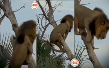 Lion Viral Video: पेड़ पर चढ़ तो गया लेकिन उतरना भूल गया शेर, फिर जो नजारा दिखा उसे देख दिन भर हंसेंगे आप - देखें वीडियो....