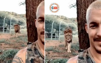 Sher Ka Video: मोबाइल से वीडियो बना रहे शख्स के ऊपर चढ़ा खूंखार शेर, तभी हुआ कुछ ऐसा जिसे देख होश उड़ जायेंगे आपके- देखें वीडियो...