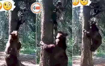 Bhalu Ka Video: शक्स को देख उसके जान के पीछे ही पड़ गया खूंखार भालू, पेड़ पर चढ़ रहे युवक के पैर को पकड़कर खींचने लगा, यह देख दंग रह गये लोग- देखें वीडियो...
