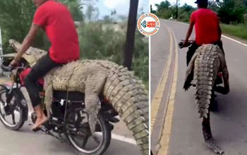 Magarmach Ka Video: मगरमच्छ को बाइक पर लेटाकर खुद ऊपर बैठ गया लड़का, फिर जो हुआ नज़ारा देख लोगों के उड़ गये होश- देखें वीडियो...