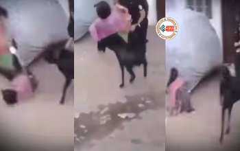 Girl Funny Video : बेवजह सड़क पर जा रही लड़की को बकरे ने उठाकर पटका, टक्कर मारकर हवा में उछाल दिया, फिर जो हुआ देख हैरान रह जायेंगे आप- देखें वीडियो...