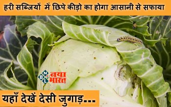Tricks to remove insects from vegetables : अब हरी सब्जियों में छिपे कीड़ो का होगा आसानी से सफाया, अपनायें ये घरेलु उपाय, यहाँ देखें देसी जुगाड़...