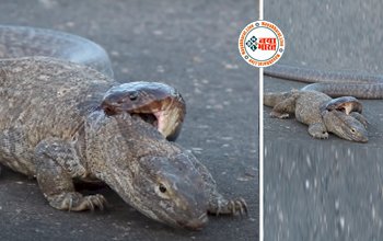 Wild Animal Video: सड़क के बीचो-बीच आमने-सामने आ गए कोमोडो ड्रैगन और किंग कोबरा, फिर जो हुआ देख आपके होश उड़ जायेंगे- देखें वीडियो...