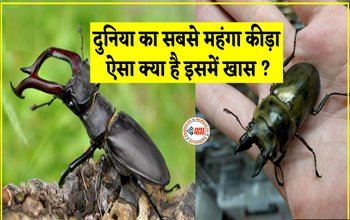 world's most expensive insect: दुनिया का सबसे महंगा कीड़ा, कीमत सुनते ही चकरा जायेगा सिर, जाने क्या है इसमें खास....