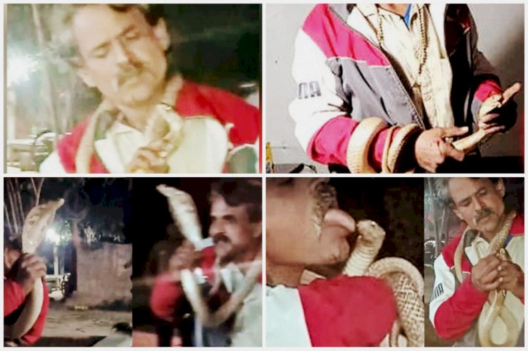 Video: जहरीले सांप को किया Kiss... मुंह में डाली अंगुली... गले में लटकाकर सांप से खेलता रहा शख्स... स्टंटबाजी के चक्कर में हुई मौत... देखें वीडियो.....
