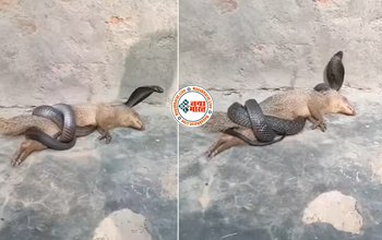 Snake Mongoose Fight Video: नेवला एक चालाक किंग कोबरा को आसान शिकार समझने की कर बैठा गलती, फिर सांप ने उसे ऐसा फंसाया कि फिर जिंदा नहीं बच पाया बेचारा- देखे विडियो...